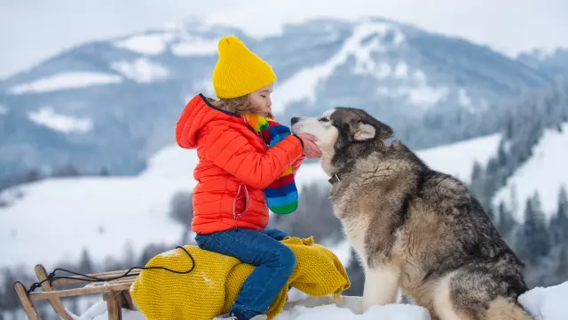 Actieve winter buitenspelen voor kinderen. Gelukkig kerstvakantie concept. Jongen die van de winter met siberische schorsehond geniet, die met slee rit in het de winterbos speelt.